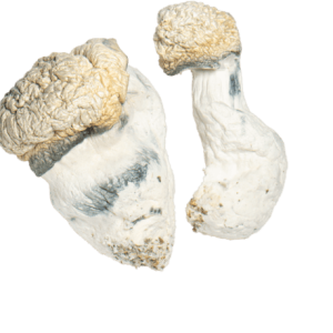 Buy Albino Monster 404 Mushrooms Online