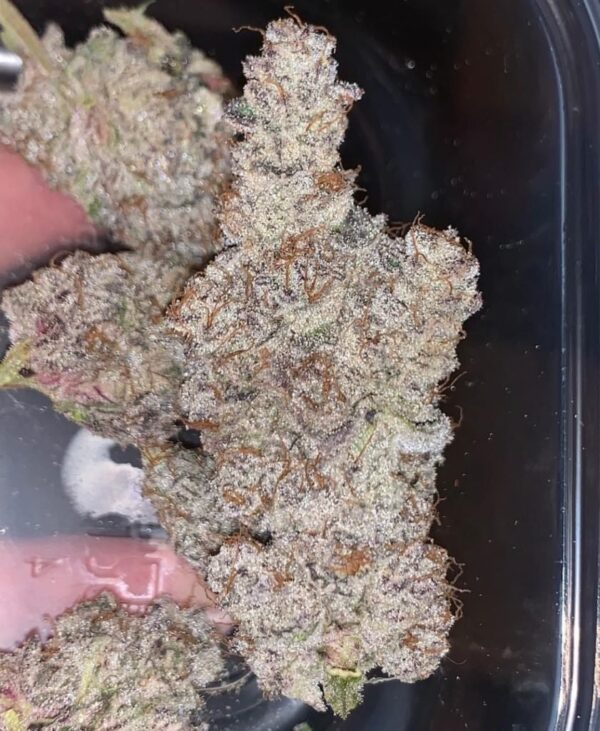 Buy Berry White Strain Online