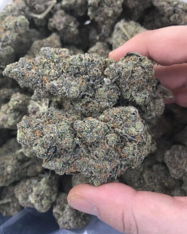 Buy Black Domina Indica Strain Online