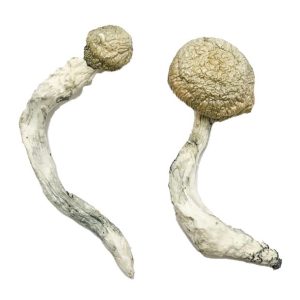Magic Mushroom